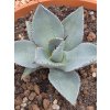 agave-pygmaea-dragon-toes-v-sirke-14-cm--vyske-11-cm
