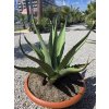 agave-gentryi-v-sirke-90-cm--celkovej-vyske-93-cm-1