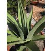 agave-gentryi-v-sirke-90-cm--celkovej-vyske-93-cm-2
