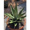 agave-gentryi-v-sirke-90-cm--celkovej-vyske-93-cm-3