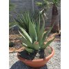 agave-gentryi-v-sirke-90-cm--celkovej-vyske-93-cm