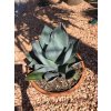 agave-celsii-nova-v-sirke-42-cm--celkovej-vyske-48-cm-1