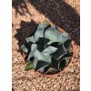agave-celsii-nova-v-sirke-42-cm--celkovej-vyske-48-cm-3