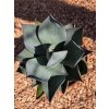 agave-celsii-nova-v-sirke-42-cm--celkovej-vyske-48-cm