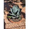 agave-celsii-nova-v-sirke-42-cm--celkovej-vyske-48-cm-2