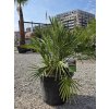 chamaerops-humilis-2-kmene-v-celkovej-vyske-140-cm-1