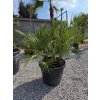 chamaerops-humilis-2-kmene-v-celkovej-vyske-140-cm