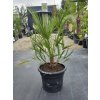 chamaerops-humilis-v-celkovej-vyske-107-cm-1