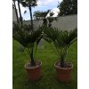 trachycarpus-wagnerianus-v-celkovej-vyske-85-cm-2