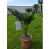 trachycarpus-wagnerianus-v-celkovej-vyske-85-cm-1