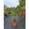 Trachycarpus wagnerianus v celkovej výške 80 cm 1