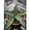 agave-pablocarrilloi-v-sirke-37-cm--vyske-23-cm