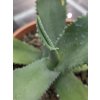 agave-pablocarrilloi-v-sirke-37-cm--vyske-23-cm-1