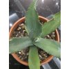 agave-pablocarrilloi-v-sirke-37-cm--vyske-23-cm-2