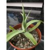 agave-vilmoriniana-v-sirke-40-cm--vyske-25-cm-1