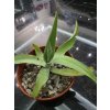 agave-vilmoriniana-v-sirke-40-cm--vyske-25-cm