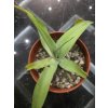 agave-vilmoriniana-v-sirke-40-cm--vyske-25-cm-2