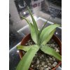 agave-vilmoriniana-v-sirke-40-cm--vyske-25-cm-3