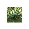 agave-vilmoriniana-v-dospelosti