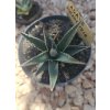 agave-utahensis-v-sirke-8-cm--vyske-10-cm-1