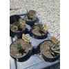 agave-utahensis-v-sirke-8-cm--vyske-10-cm-2