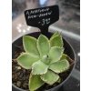 agave-potatorum--kichi-jokan--v-sirke-10-cm--vyske-6cm-1