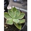 agave-potatorum--kichi-jokan--v-sirke-10-cm--vyske-6cm-2