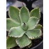 agave-potatorum--kichi-jokan--v-sirke-10-cm--vyske-6cm