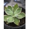 agave-potatorum--kichi-jokan--v-sirke-10-cm--vo-vyske-6-cm-2