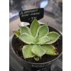 agave-potatorum--kichi-jokan--v-sirke-10-cm--vo-vyske-6-cm-3