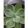 agave-potatorum--kichi-jokan--v-sirke-10-cm--vo-vyske-6-cm