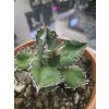 agave-titanota-v-sirke-18-cm--vyske-14-cm-1