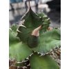 agave-titanota-v-sirke-18-cm--vyske-14-cm-2