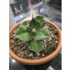 agave-titanota-v-sirke-18-cm--vyske-14-cm