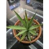 agave-vivipara-var--vivipara-vo-vyske-24-cm--sirke-24-cm-1