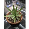 agave-vivipara-var--vivipara-vo-vyske-24-cm--sirke-24-cm