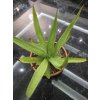 agave-caribaeicola-v-sirke-45-cm--vyske-40-cm-1