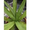 agave-caribaeicola-v-sirke-45-cm--vyske-40-cm-2