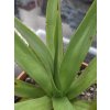 agave-caribaeicola-v-sirke-45-cm--vyske-40-cm-3