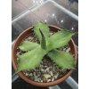 agave-oroensis-v-sirke-38-cm--vyske-20-cm-1