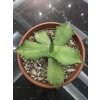 agave-oroensis-v-sirke-38-cm--vyske-20-cm-2