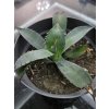 agave-colorata--supreme--v-sirke-22-cm--vyske-8-cm