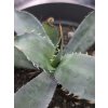 agave-colorata--supreme--v-sirke-22-cm--vyske-8-cm-1
