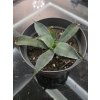 agave-colorata--supreme--v-sirke-22-cm--vyske-8-cm-2