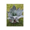 agave-colorata--supreme- dospela-rastlina