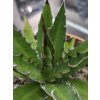 agave-triangularis-v-sirke-35-cm--vyske-18-cm-1