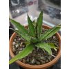 agave-triangularis-v-sirke-35-cm--vyske-18-cm