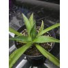 agave-americana-v-sirke-35-cm--vyske-17-cm-1