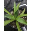 agave-americana-v-sirke-35-cm--vyske-17-cm