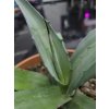 agave-franzosinii-v-sirke-40-cm--vyske-25-cm-1
